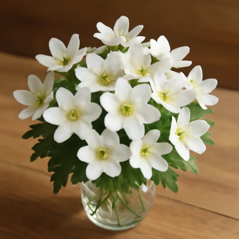 Przylaszczka – biała – zdjęcie 3