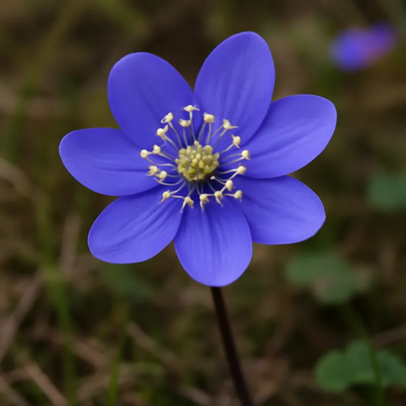 Przylaszczka – klasyczna – zdjęcie 4