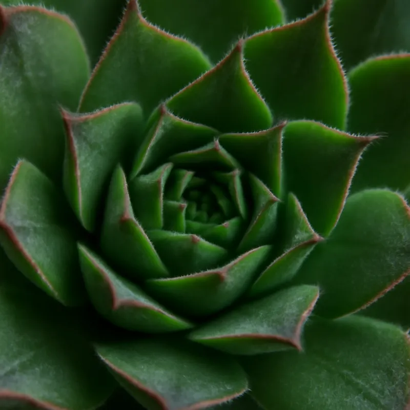 Rojnik – klasyczna – zdjęcie 2