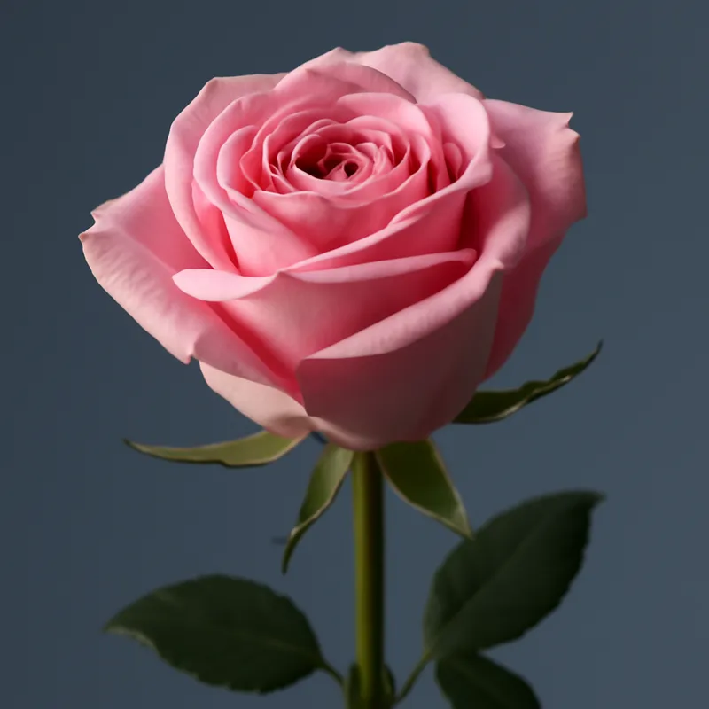 Klasyczny bukiet róż