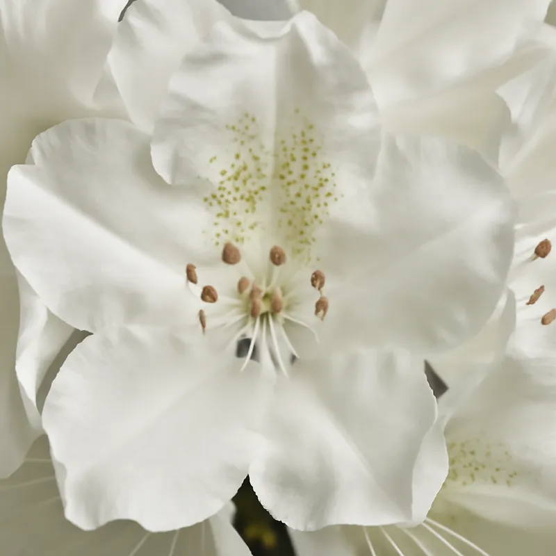 Różanecznik – biały – zdjęcie 2