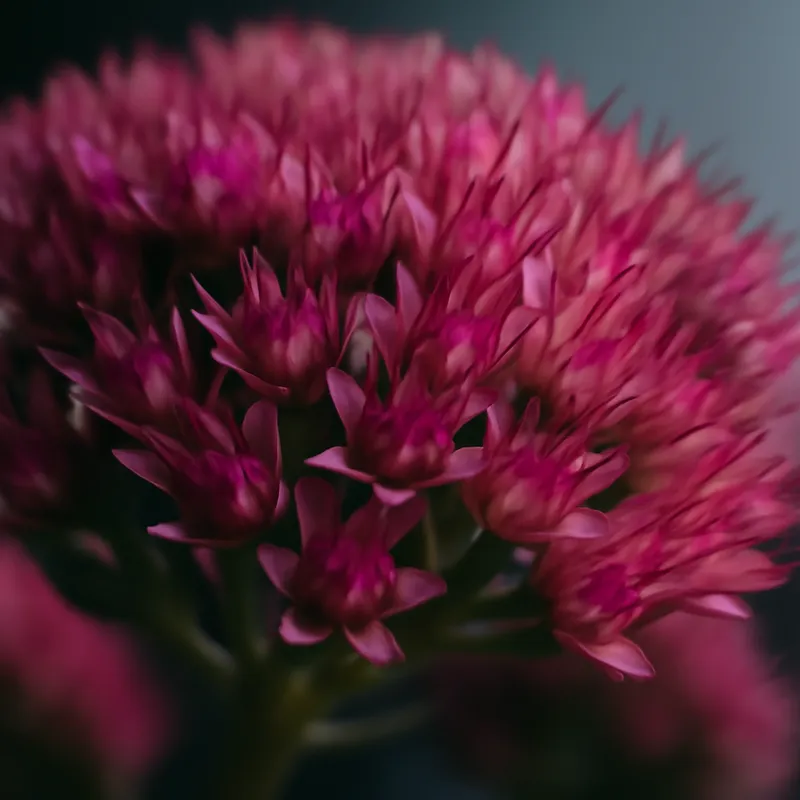 Rozchodnik – klasyczny – zdjęcie 2