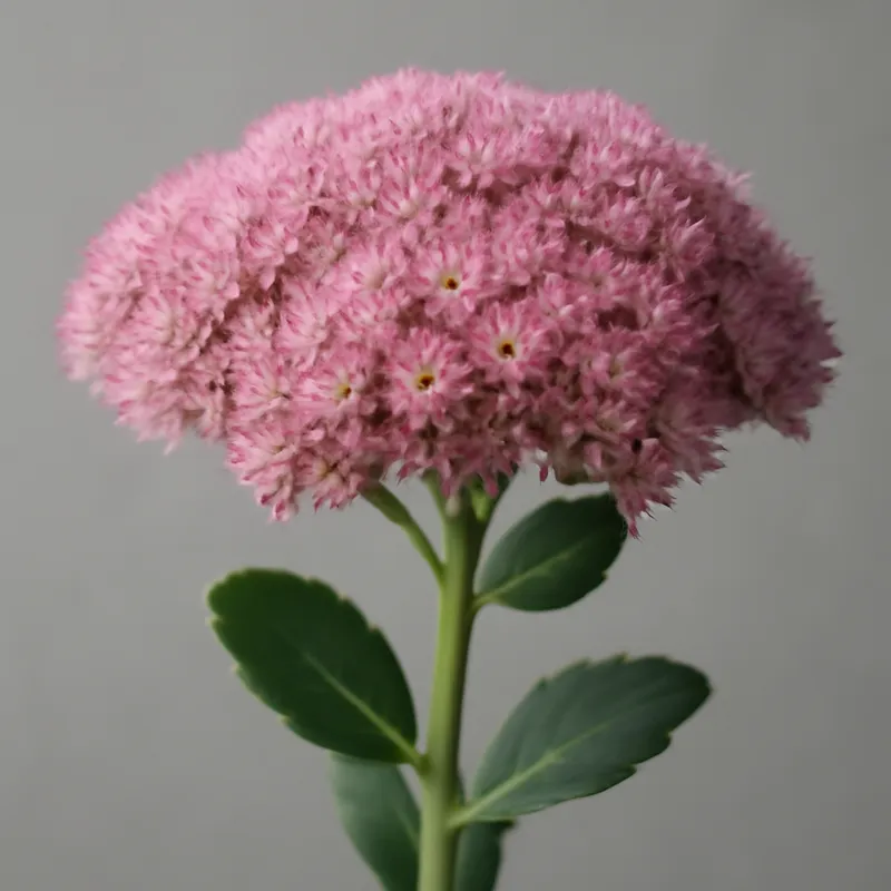 Rozchodnik – różowy