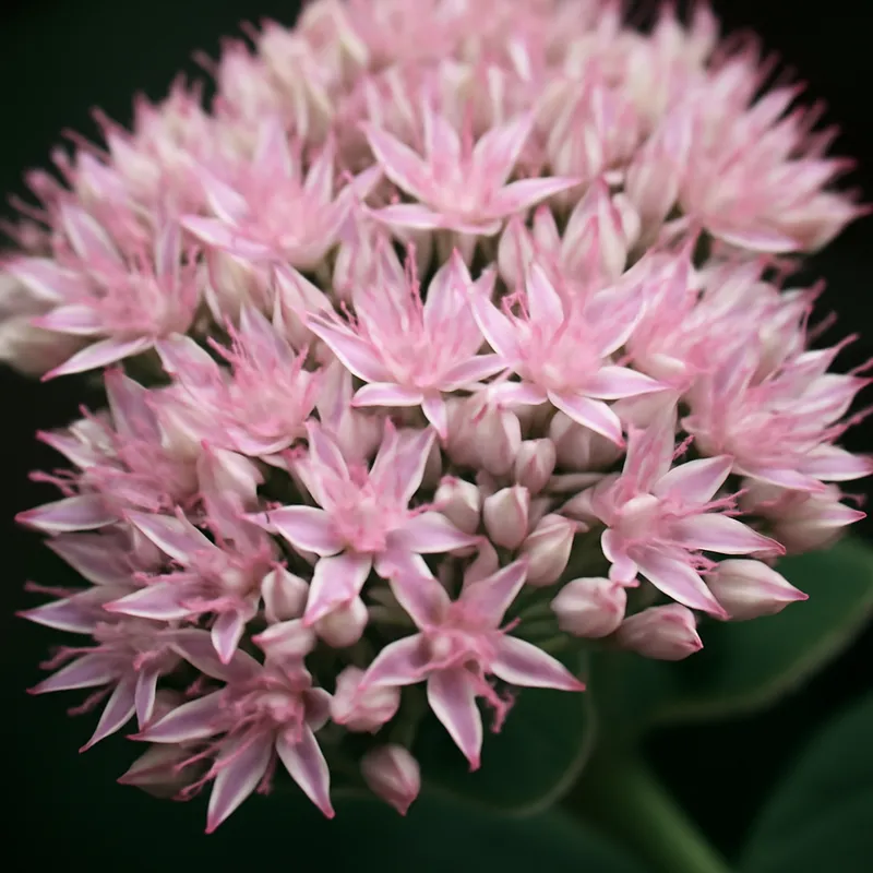 Rozchodnik – różowy – zdjęcie 2