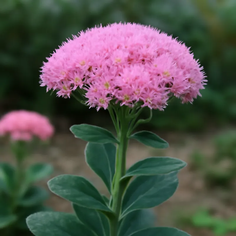 Rozchodnik – różowy – zdjęcie 4