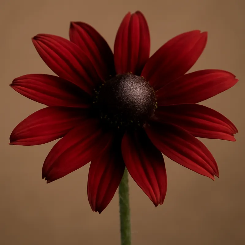 Rudbekia – czerwona