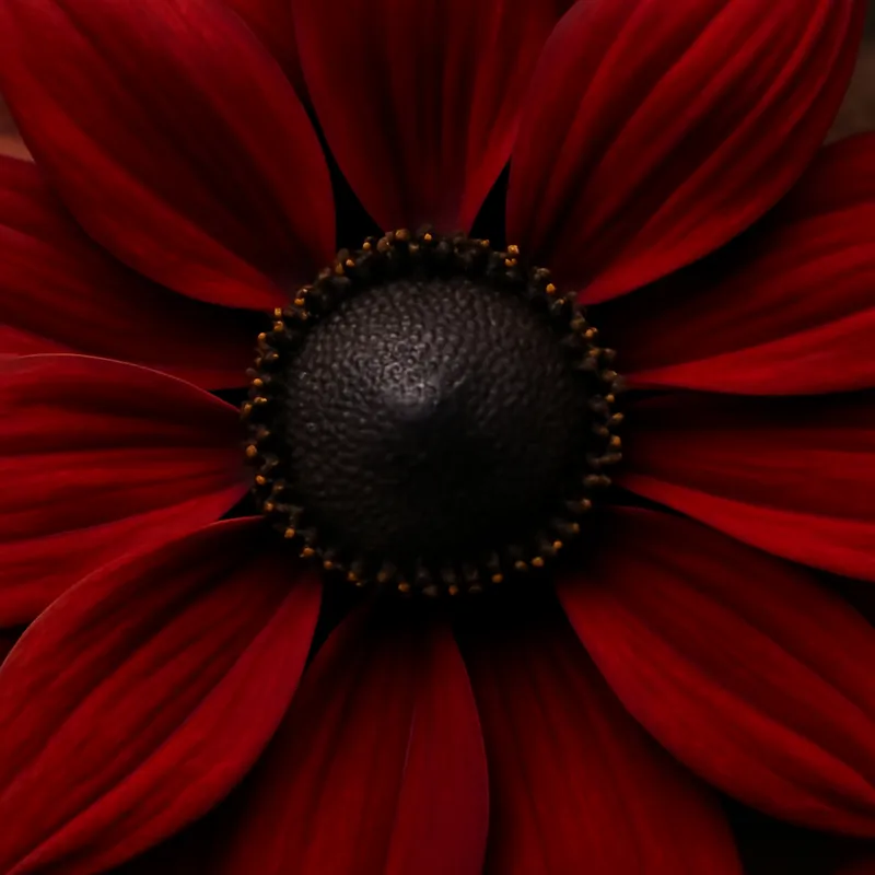 Rudbekia – czerwona – zdjęcie 2