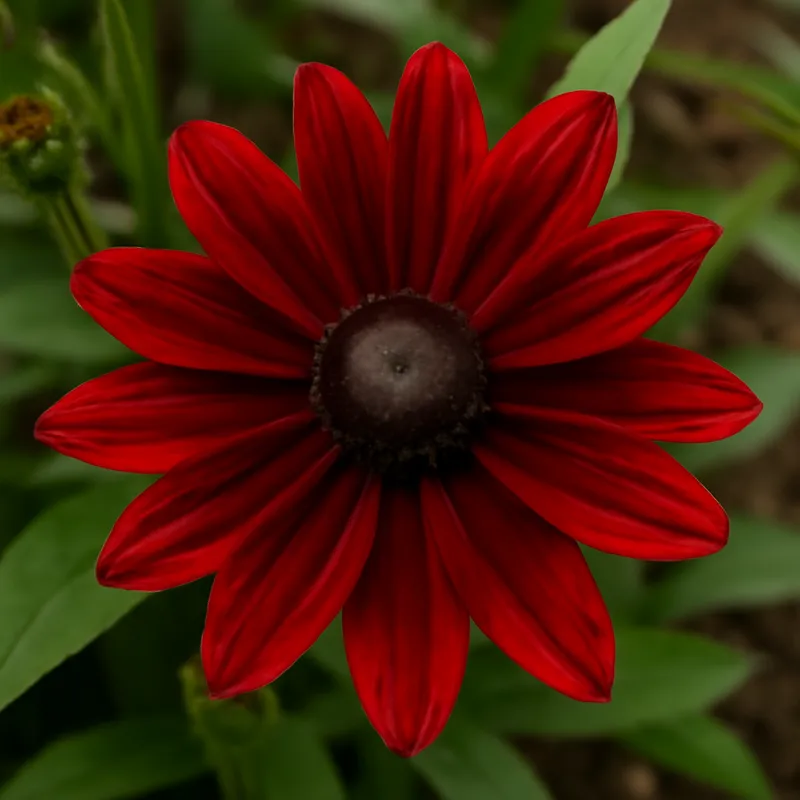 Rudbekia – czerwona – zdjęcie 4