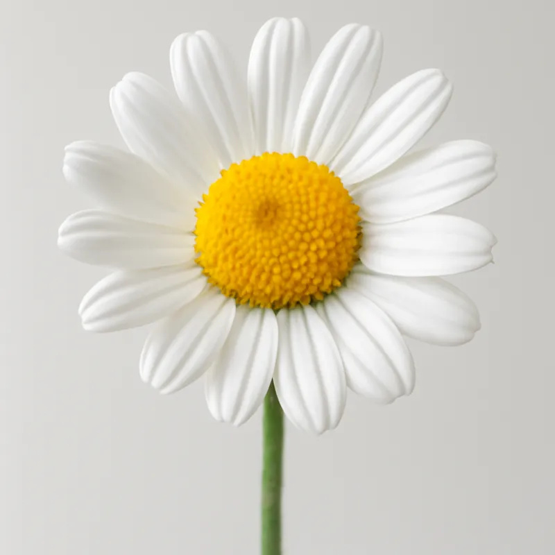 Rumianek – biały – zdjęcie 1