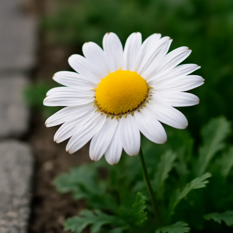 Rumianek – biały – zdjęcie 4