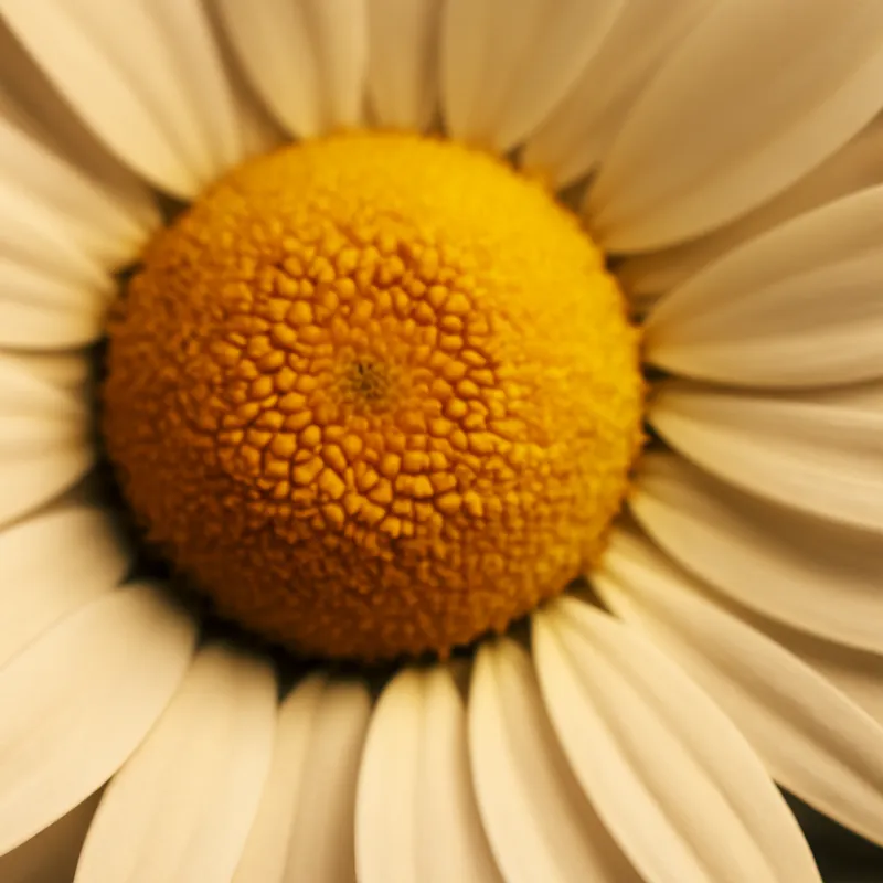 Rumianek – klasyczny – zdjęcie 2