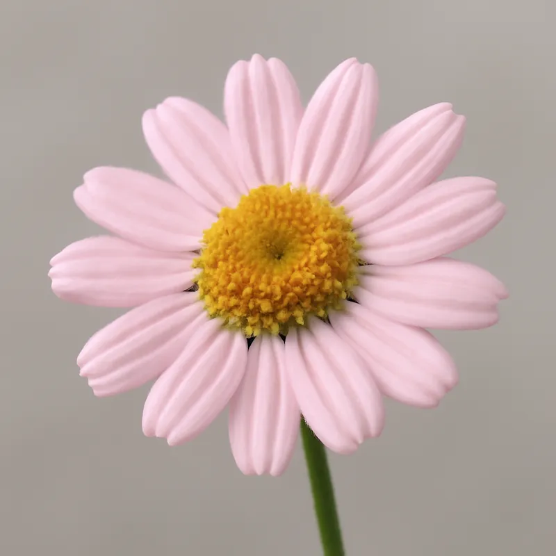 Rumianek – różowy