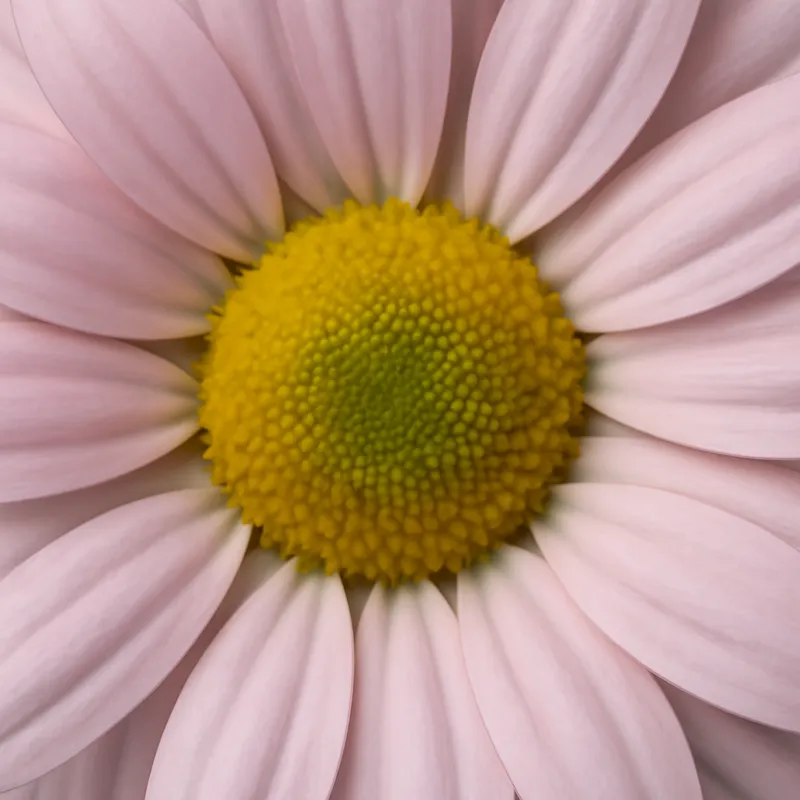 Rumianek – różowy – zdjęcie 2