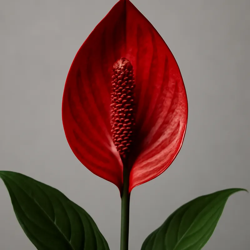 Skrzydłokwiat – biały