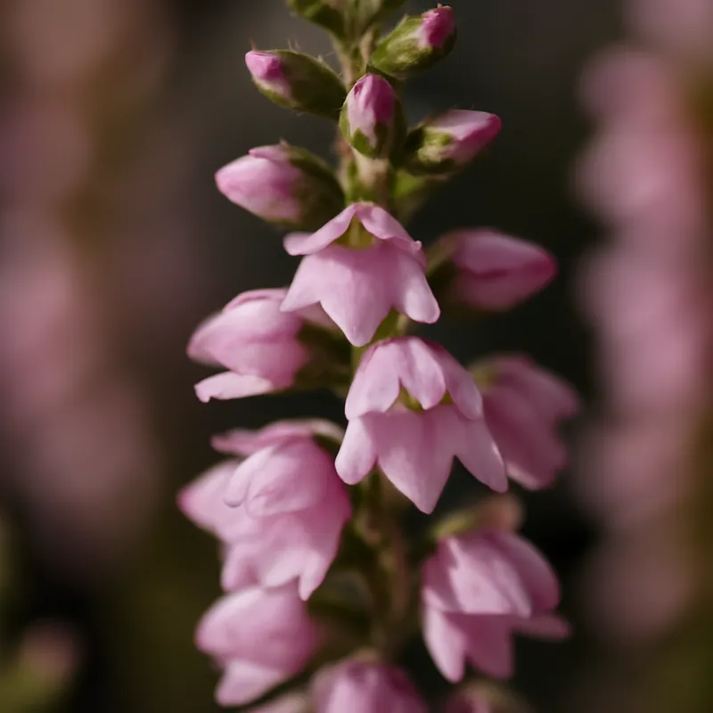 Wrzos – klasyczny – zdjęcie 2