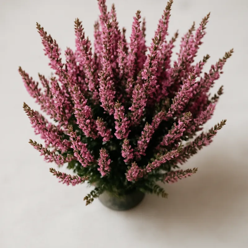 Wrzos – klasyczny – zdjęcie 3