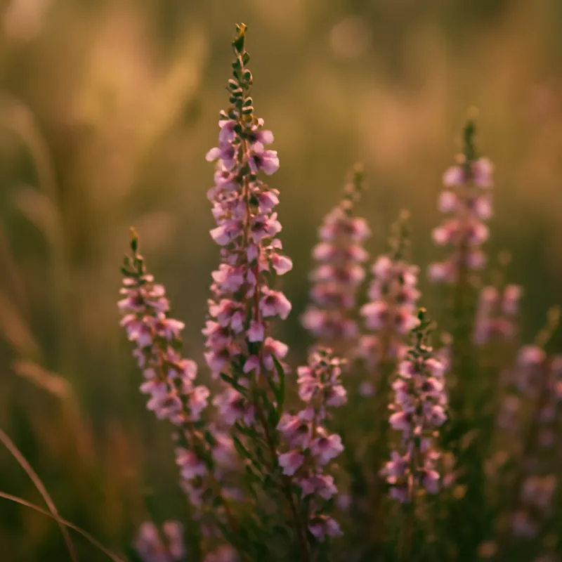 Wrzos – klasyczny – zdjęcie 4