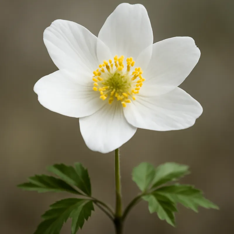 Zawilec gajowy – biały