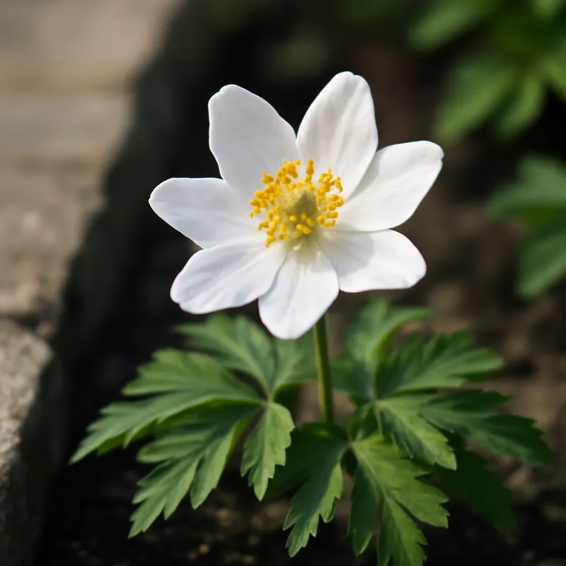 Zawilec gajowy – biały – zdjęcie 4