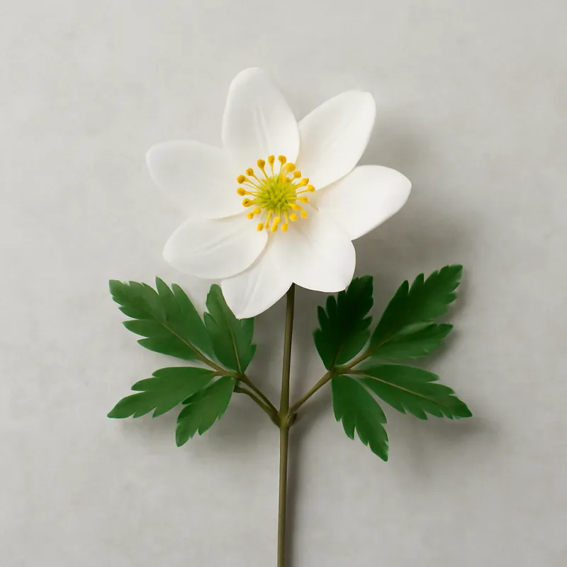 Zawilec gajowy – klasyczny