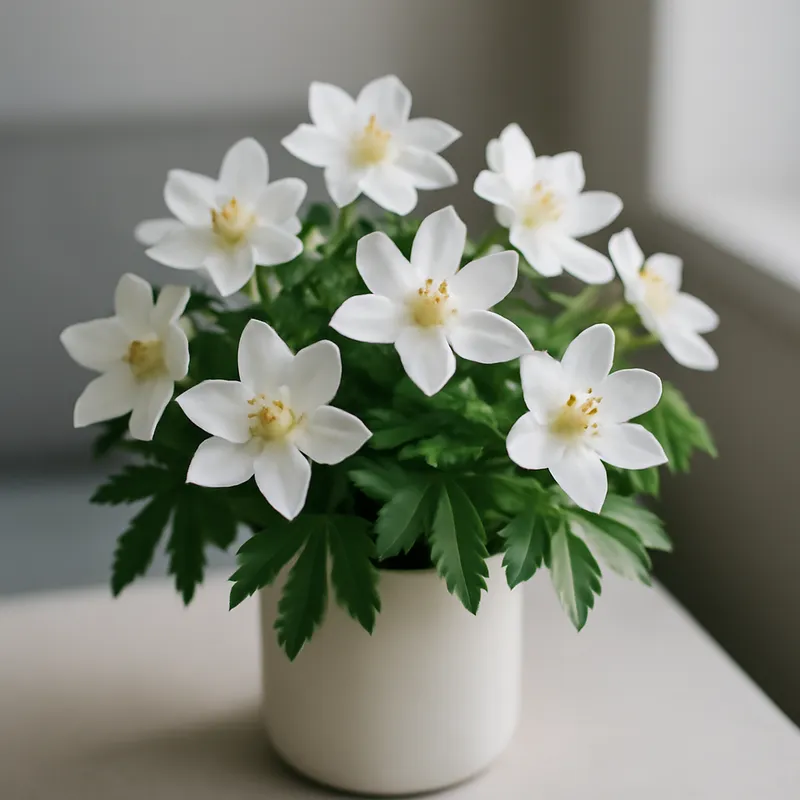 Zawilec gajowy – klasyczny – zdjęcie 3