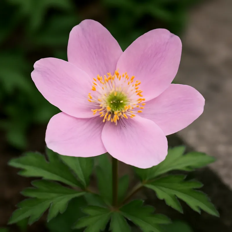 Zawilec gajowy – różowy – zdjęcie 4