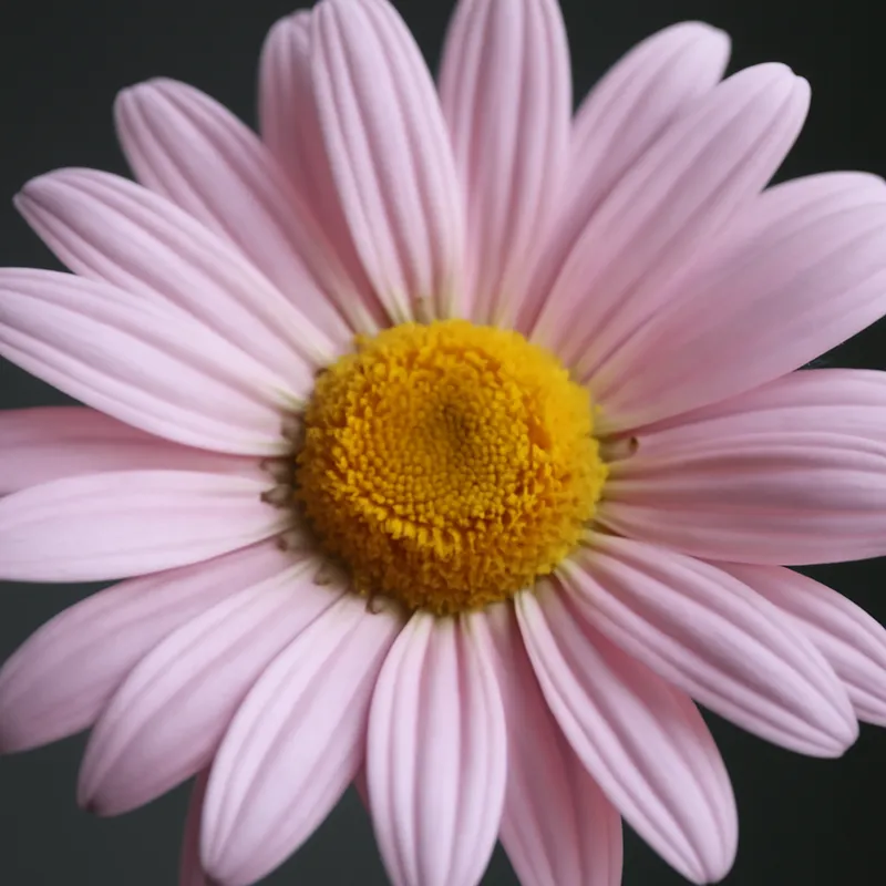 Złocień – różowy – zdjęcie 2