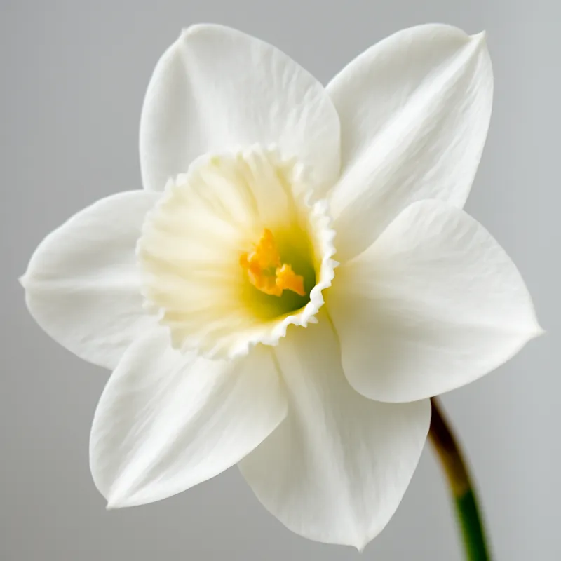 Żonkil – biały – zdjęcie 2