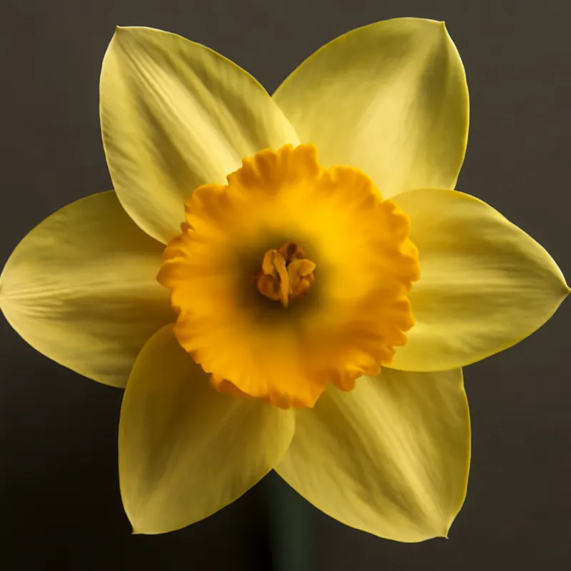 Żonkil – klasyczny – zdjęcie 2