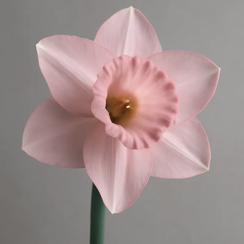 Żonkil – różowy