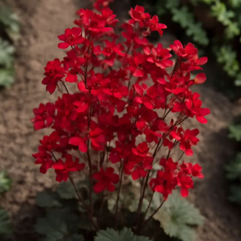 Żurawka – czerwona – zdjęcie 4